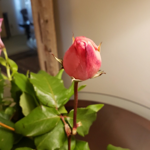 Not 4 sale-just to enjoy the beauty of nature❤ - Picture 3 of 4